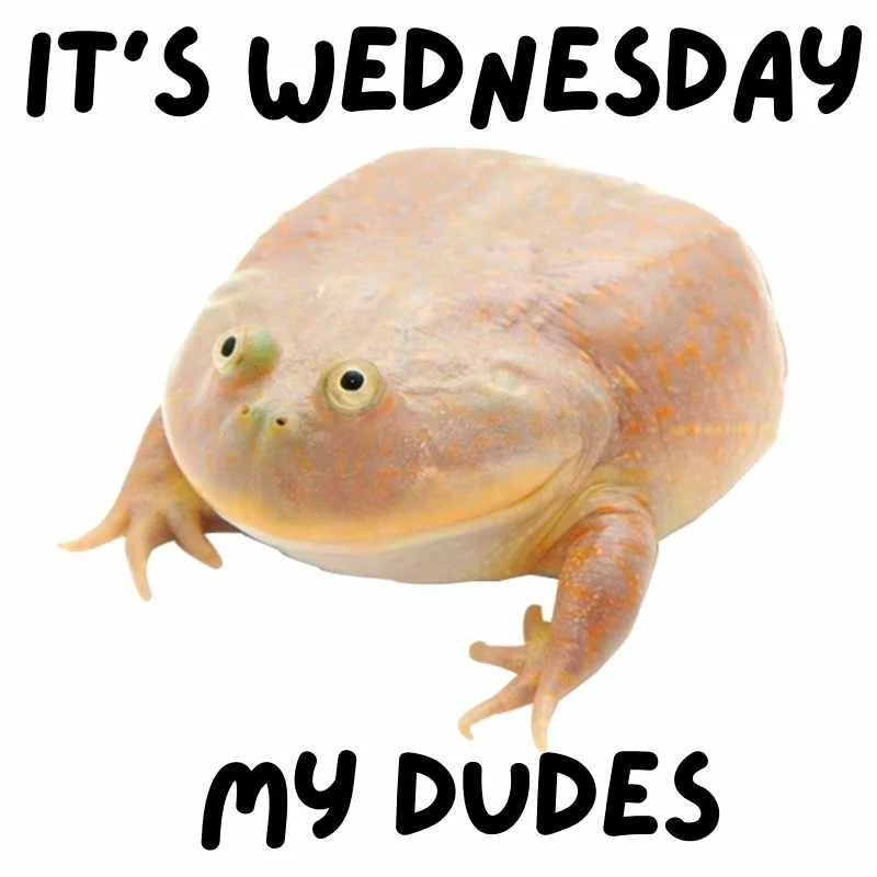 Wednesday Frog — Round beige toad with definitive Wednesday text.