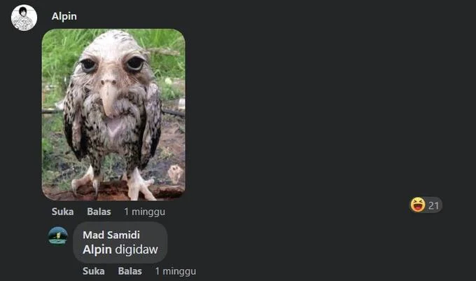 Facebook comment with wet owl image replied to as 'Alpin digidaw' with 21 laugh reactions