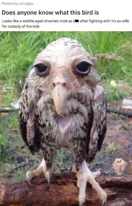 Reddit post asking what the bird is, comparing the wet owl to a tired middle-aged divorcee