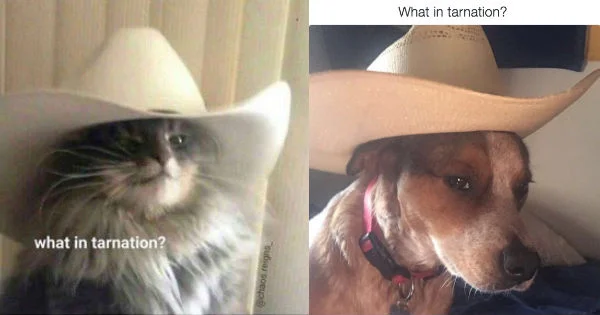 A white cat and brown dog both wearing oversized white cowboy hats, captioned 'what in tarnation?'