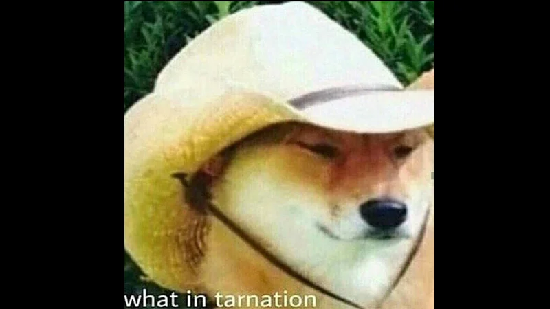 The canonical Shiba Inu 'What in Tarnation' meme in a black bordered frame.