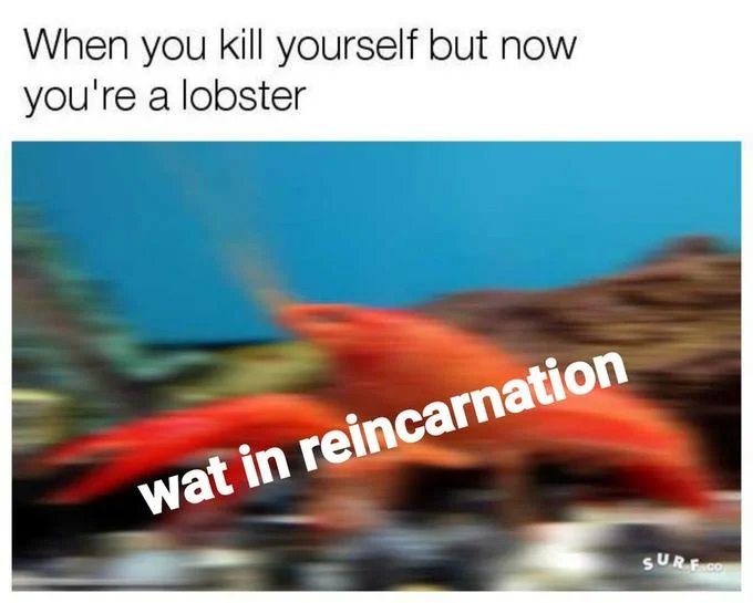 What in Tarnation — A bright red lobster with text 'wat in reincarnation,' a dark humor variant on death and reincarnation.