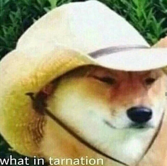 What in Tarnation — A pristine version of the canonical Shiba Inu in a cream-colored cowboy hat with side-eye gaze.