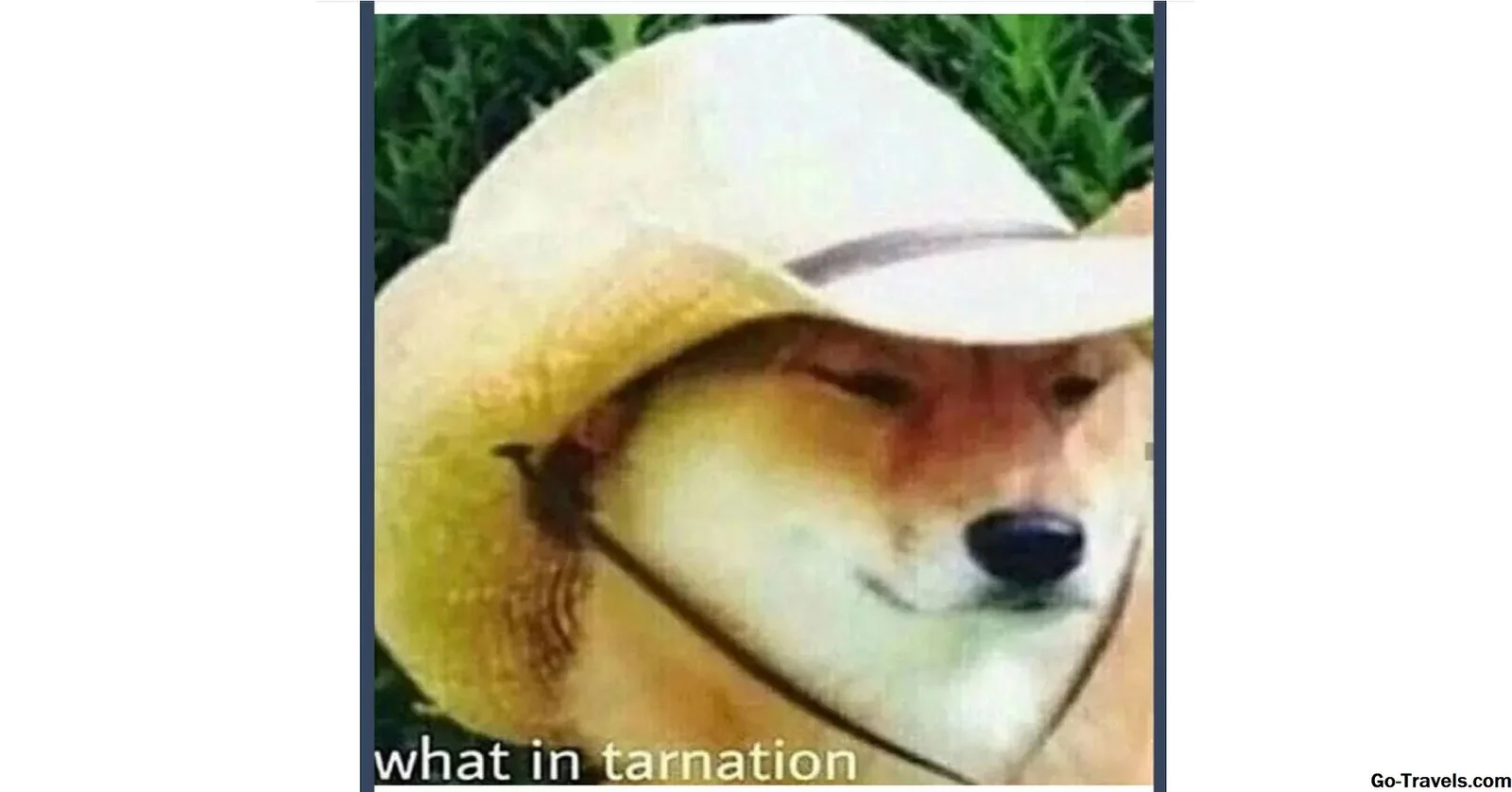 What in Tarnation — The iconic Shiba Inu meme featuring a tan and white dog in a cream-colored cowboy hat with side-eye expression.