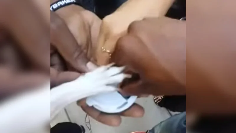 What The Dog Doin — Video screenshot from the original Vine video showing multiple hands reaching into a small mints container.