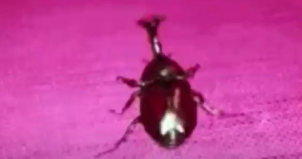 Whatever. Go My Scarab — Dark red scarab beetle on bright pink background