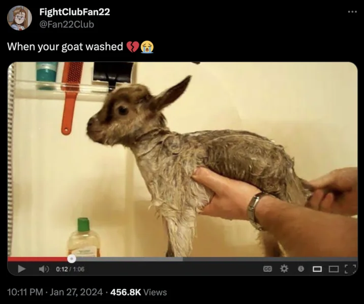 When You Find Out Your GOAT Washed — Twitter post 'When your goat washed' showing wet baby goat being bathed in a shower.