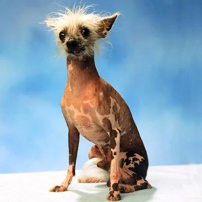 World's Ugliest Dog Contest — Hairless Chinese Crested dog with wispy white head tuft against a blue backdrop