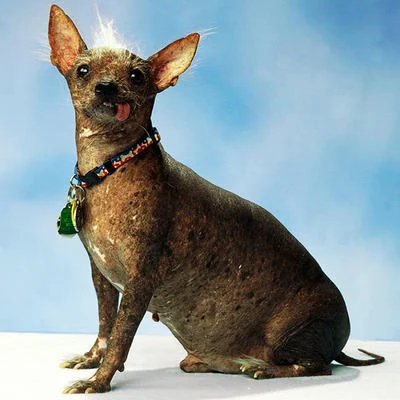 World's Ugliest Dog Contest — Hairless gray dog with large ears and beaded collar seated against blue backdrop