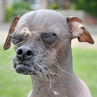 World's Ugliest Dog Contest — Close-up of hairless gray dog with closed eyes, big pink ears and wiry whiskers
