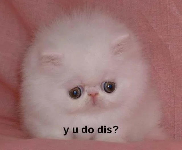 White Persian kitten with sad eyes against pink background with 'y u do dis?' caption