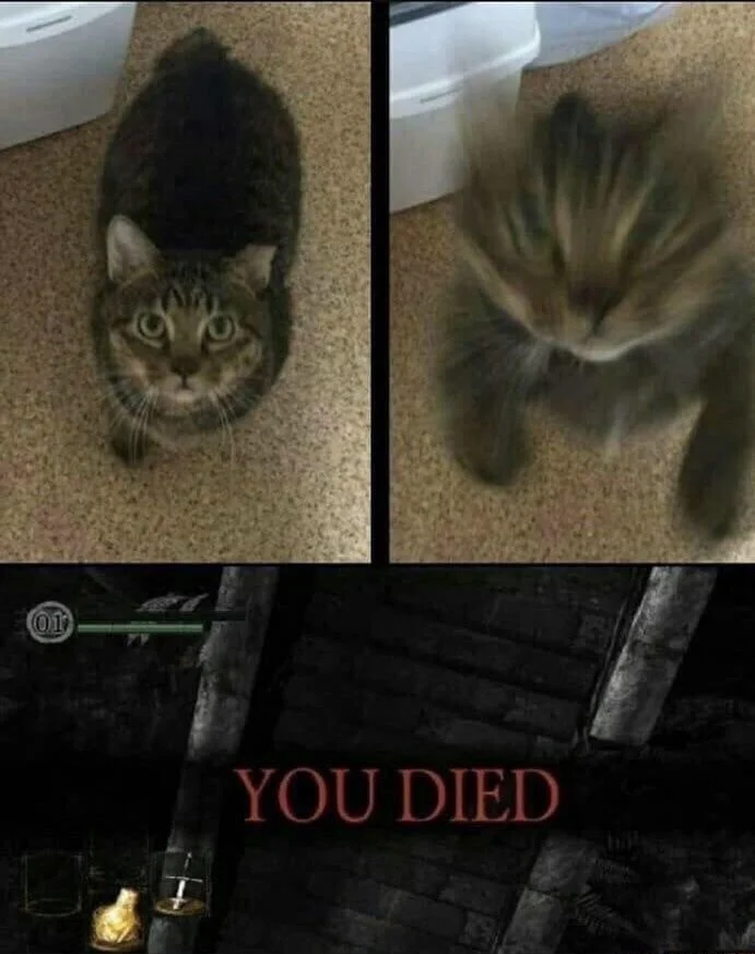 Three-panel meme: calm cat, cat lunging, then Dark Souls 'YOU DIED' screen.