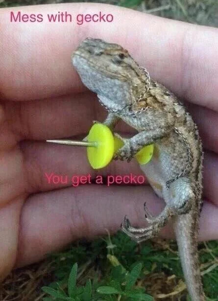 You Mess With Crabo, You Get a Stabo — Gecko lizard appearing to hold a yellow pushpin with text 'Mess with gecko, You get a pecko'.