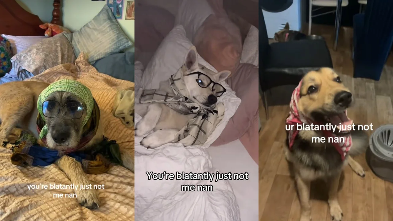 Three-panel image of dogs wearing headscarves and glasses with captions reading 'you're blatantly just not me nan.'