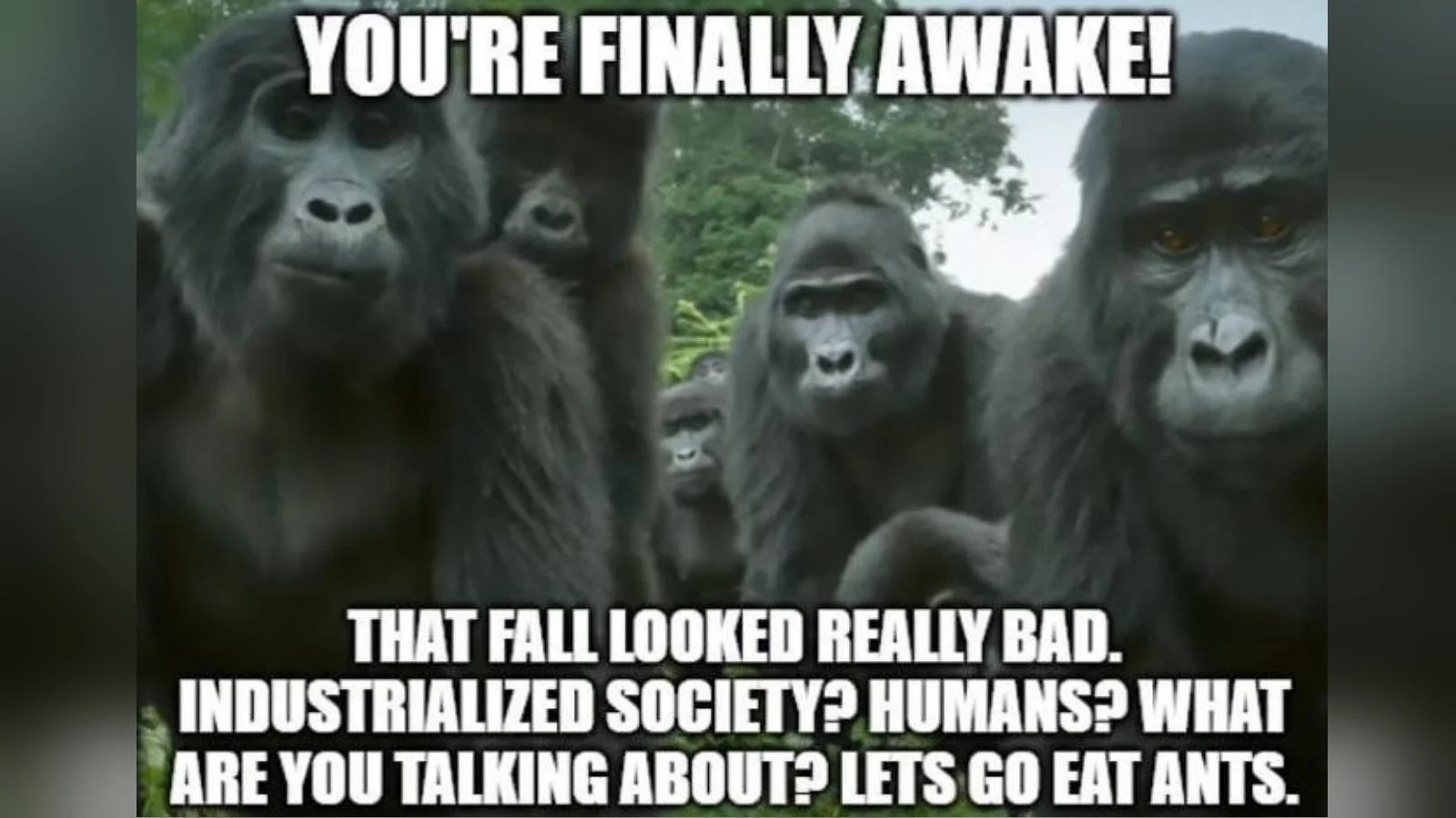 Gorillas staring at camera with text 'YOU'RE FINALLY AWAKE! That fall looked really bad. Industrialized society? Humans? What are you talking about? Lets go