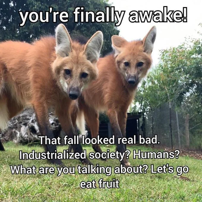 You're Finally Awake — Two maned wolves staring at the camera with text about going to eat fruit instead of modern society.