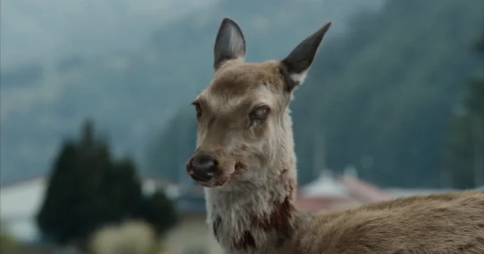 Zombie Deer Disease — Close-up of diseased deer with glazed eyes and facial sores against blurred background.