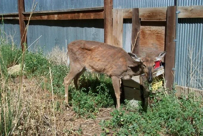 Zombie Deer Disease — Documentary photograph of emaciated deer near fence showing weight loss and hunched posture.