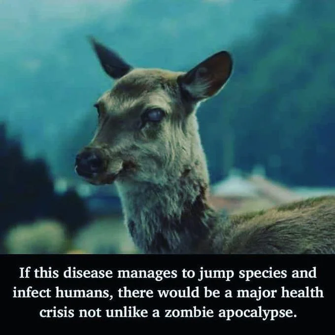 Zombie Deer Disease — Diseased deer photo with caption about human infection health crisis.