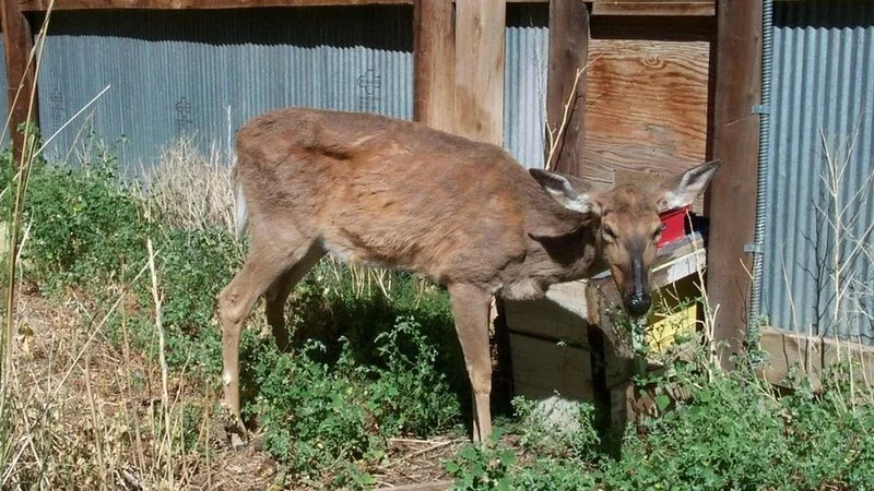 Zombie Deer Disease — Documentary photograph of sickly emaciated deer near fence and metal wall.
